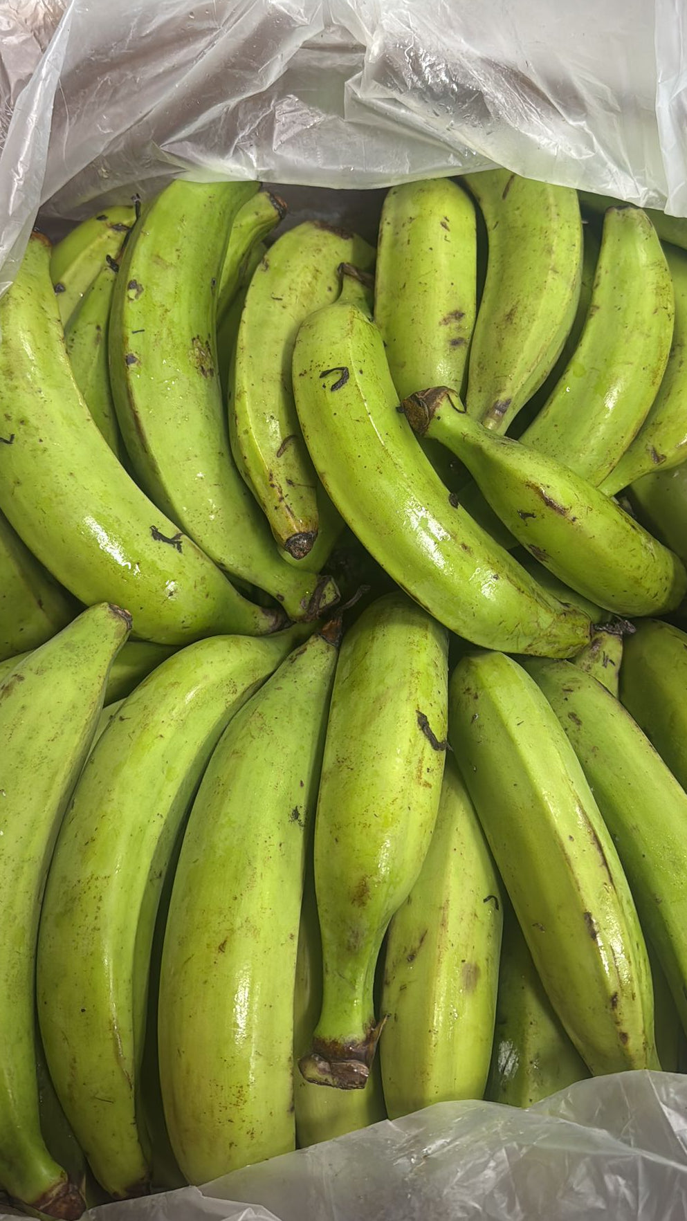 plantain verde