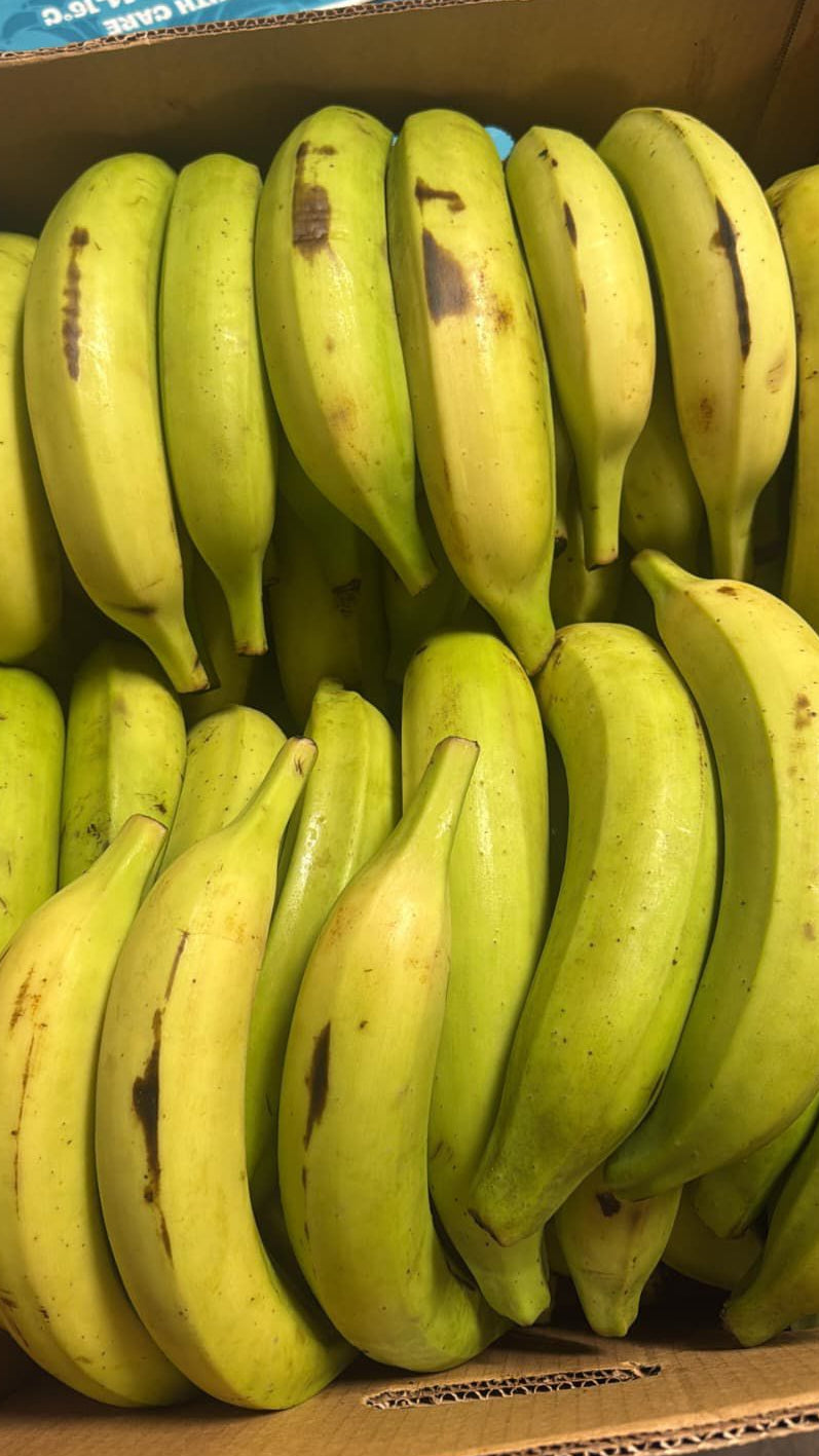 Platano Macho o Platano Maduro