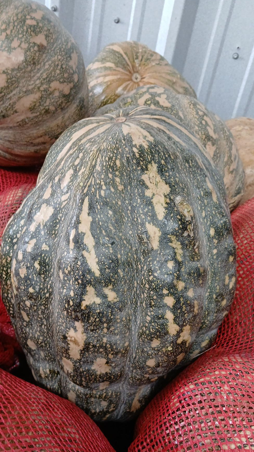 Ayote Negro (Guatemala)