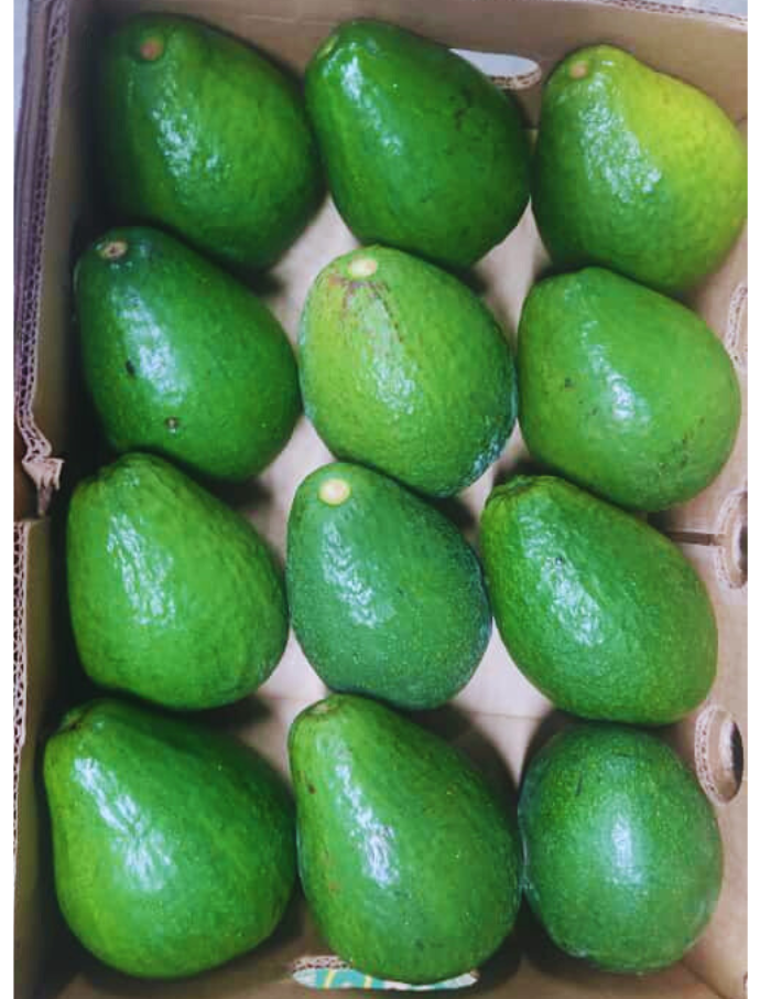 Aguacate Caribeño