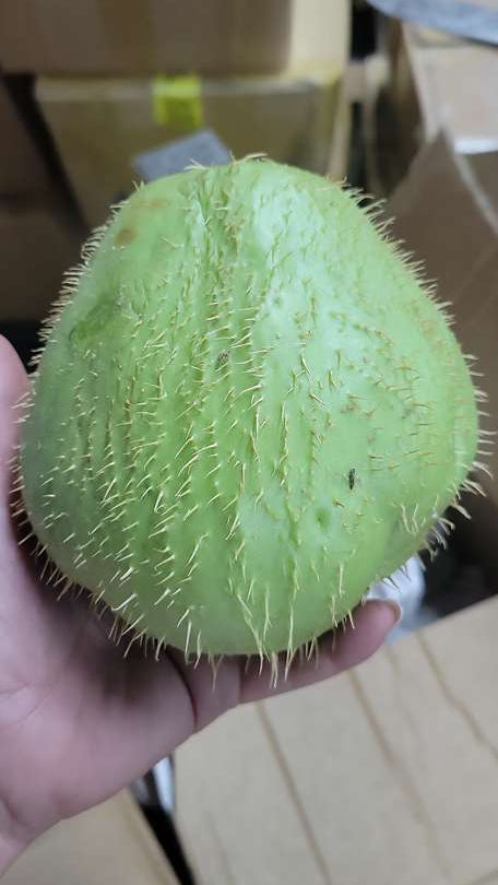 Chayote con Espinas